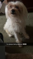 Reunited Female Dog last seen Holcomb st & Palm st, Hartford, CT 06112