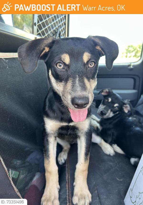 Found/Stray Female Dog last seen Near NW 45th St., Warr Acres, OK 73122