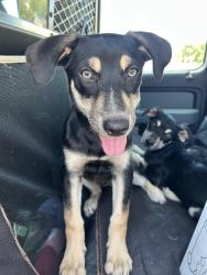 Found/Stray Female Dog last seen Near NW 45th St., Warr Acres, OK 73122