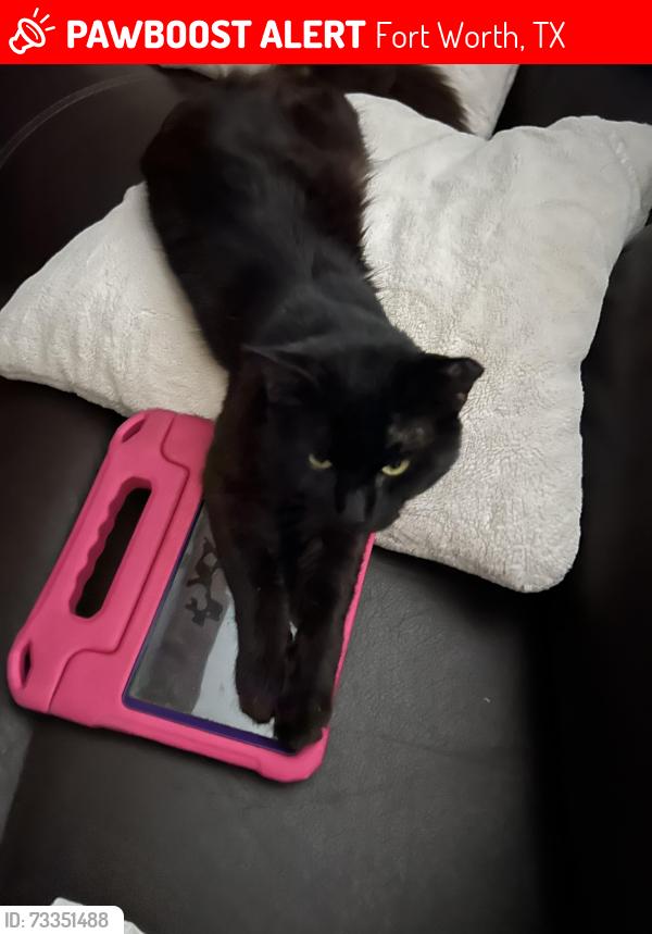 Lost Male Cat last seen Neighborhood, Fort Worth, TX 76134