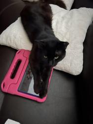 Lost Male Cat last seen Neighborhood, Fort Worth, TX 76134