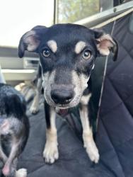 Found/Stray Female Dog last seen Near NW 45th St., Warr Acres, OK 73122