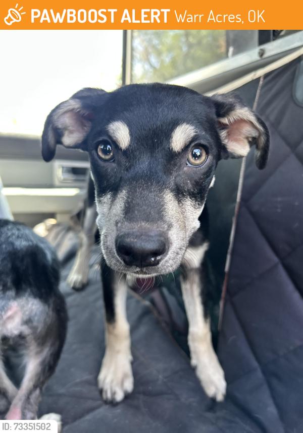 Found/Stray Female Dog last seen Near NW 45th St., Warr Acres, OK 73122