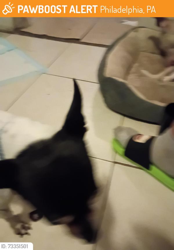 Found/Stray Male Dog last seen Handcock, Philadelphia, PA 19133