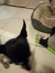 Found/Stray Male Dog last seen Handcock, Philadelphia, PA 19133