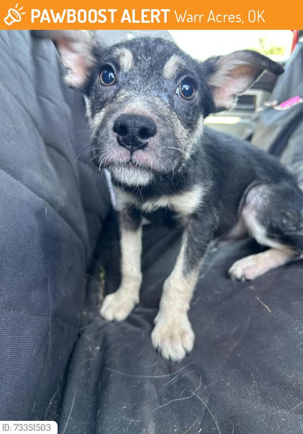 Found/Stray Female Dog last seen Near NW 45th St., Warr Acres, OK 73122