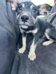 Found/Stray Female Dog last seen Near NW 45th St., Warr Acres, OK 73122