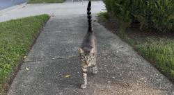 Lost Male Cat last seen Hartland Orchard Terrace & Edgewater Dr, near South Riding Center, South Riding, VA 20152