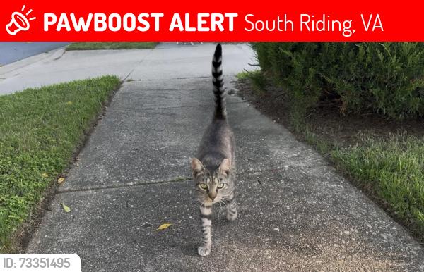 Lost Male Cat last seen Hartland Orchard Terrace & Edgewater Dr, near South Riding Center, South Riding, VA 20152