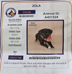 Found/Stray Female Dog last seen Pt. AQUARIUS, WILLIS, Tx, Montgomery County, TX 77302