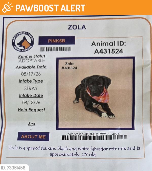 Found/Stray Female Dog last seen Pt. AQUARIUS, WILLIS, Tx, Montgomery County, TX 77302