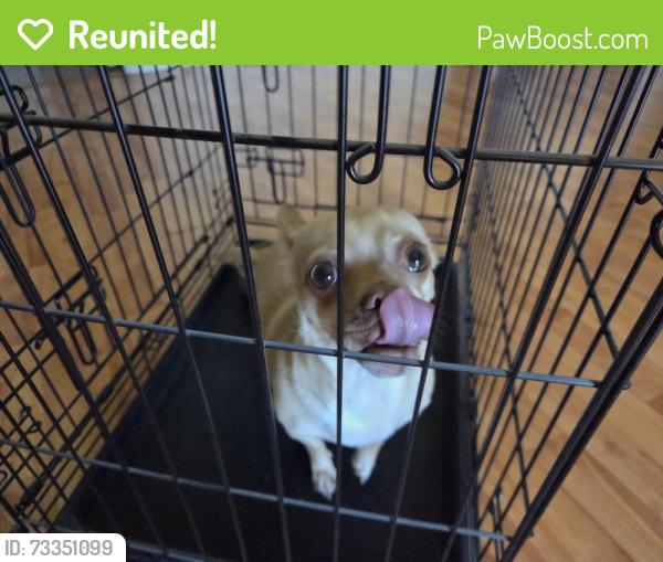 Reunited Female Dog last seen 25th Ave and Evans Drive, Brookville, NY 11545