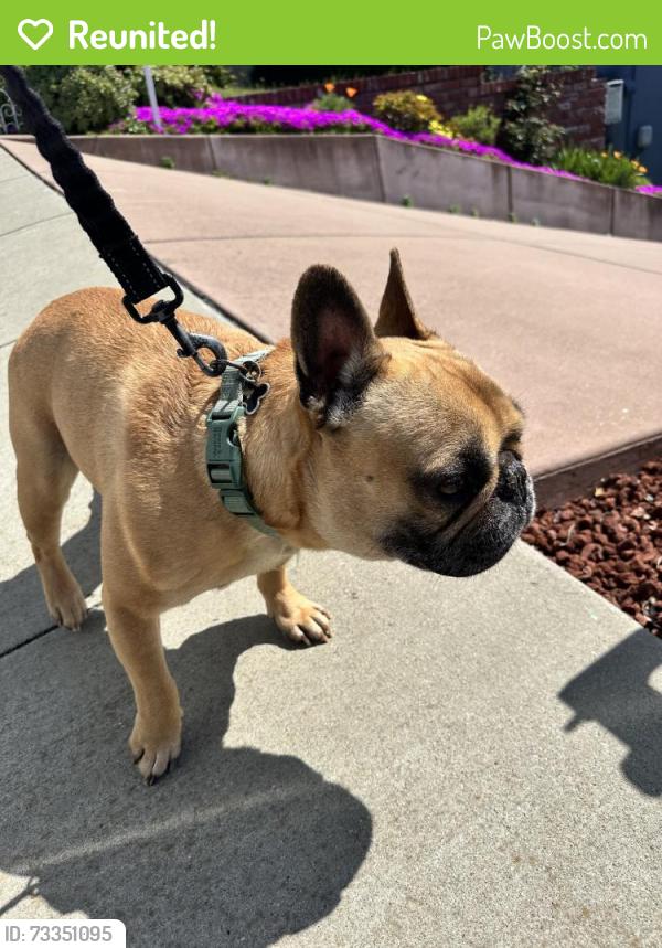 Reunited Male Dog last seen Strang Ave, Castro Valley, CA 94578, USA, Castro Valley, CA 94578