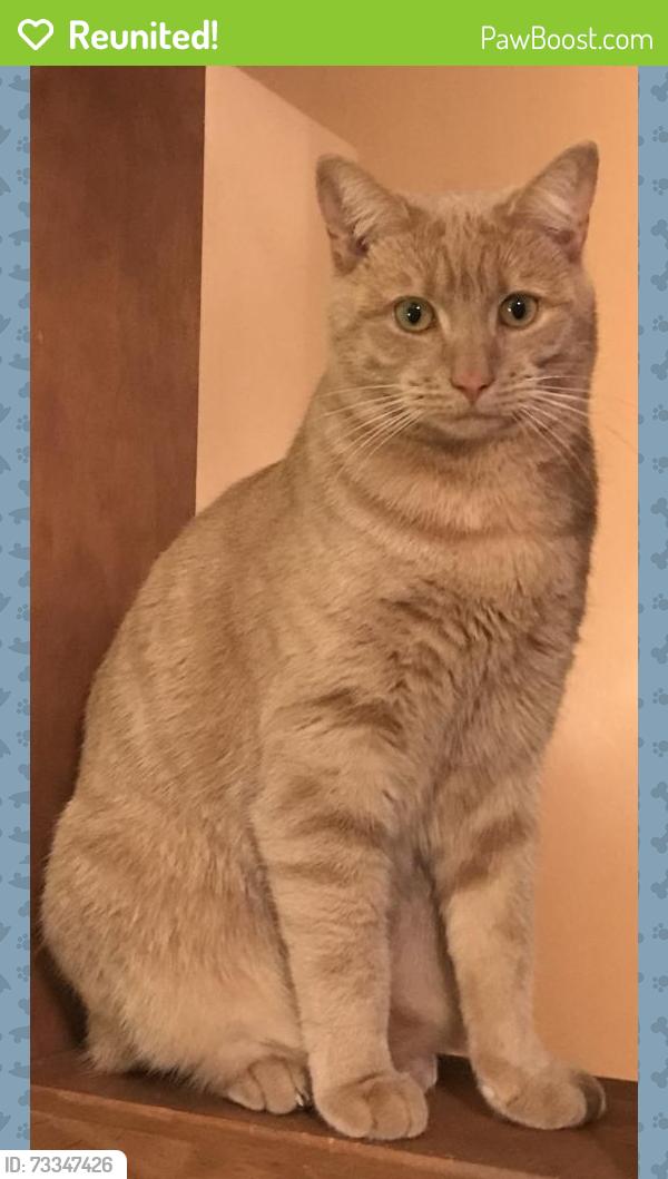 Reunited Female Cat last seen E Albert and E Thompson, Philadelphia, PA 19125