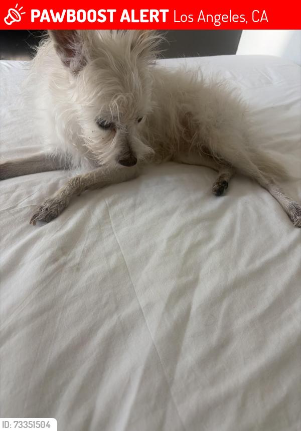 Lost Female Dog last seen Normandy, Vermont, Los Angeles, CA 90004