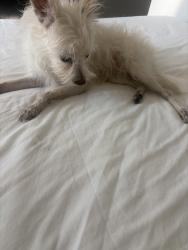 Lost Female Dog last seen Normandy, Vermont, Los Angeles, CA 90004