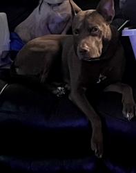 Reunited Female Dog last seen Purple with pink flowers, Greenville, NC 27834