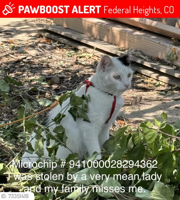 Lost Male Cat last seen 96th and federal, Federal Heights, CO 80260