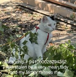 Lost Male Cat last seen 96th and federal, Federal Heights, CO 80260