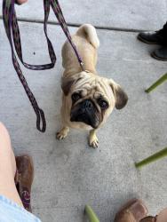 Found/Stray Male Dog last seen W John St & 1st Ave W, Seattle, WA 98119