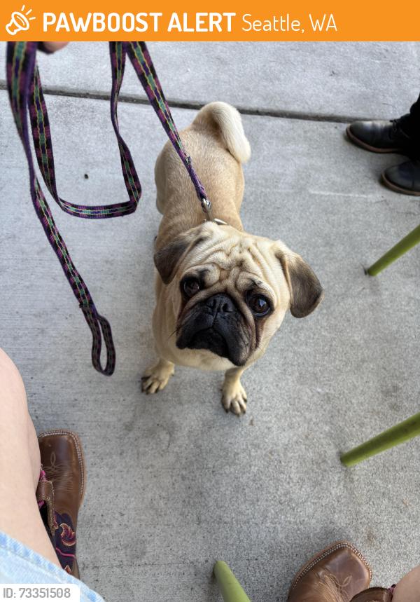 Found/Stray Male Dog last seen W John St & 1st Ave W, Seattle, WA 98119