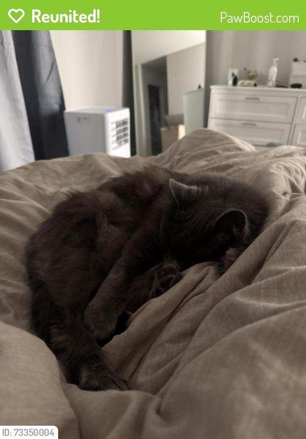 Reunited Male Cat last seen 128th ST SE & 130th ST SE by Shawn O’Donnell, Everett, WA 98208