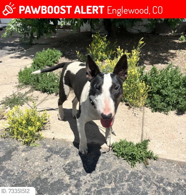 Lost Female Dog last seen Sprouts bellevue and Broadway, Englewood, CO 80113