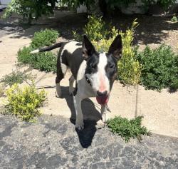 Lost Female Dog last seen Sprouts bellevue and Broadway, Englewood, CO 80113