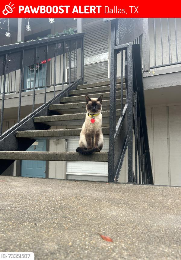 Lost Female Cat last seen Near Wallbrook dr Dallas Tx 75238, Dallas, TX 75238