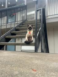 Lost Female Cat last seen Near Wallbrook dr Dallas Tx 75238, Dallas, TX 75238