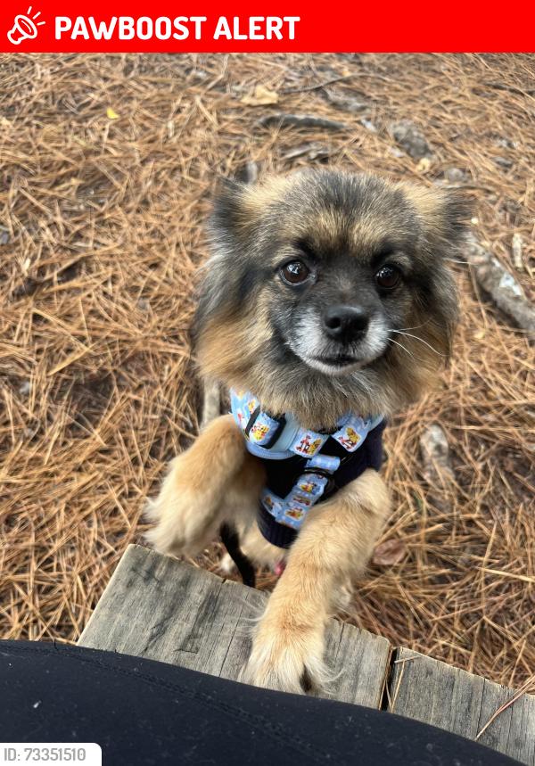 Lost Male Dog last seen Rink dam rd, Alexander County, NC 28027
