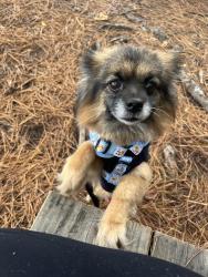 Lost Male Dog last seen Rink dam rd, Alexander County, NC 28027