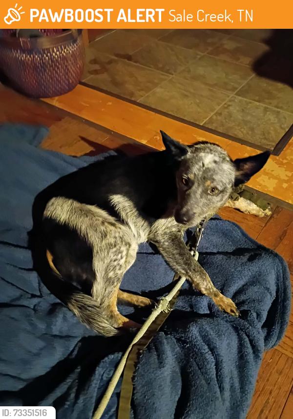 Found/Stray Male Dog last seen BLack Oak rd and Providence rd, Sale Creek, TN 37373