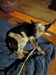 Found/Stray Male Dog last seen BLack Oak rd and Providence rd, Sale Creek, TN 37373