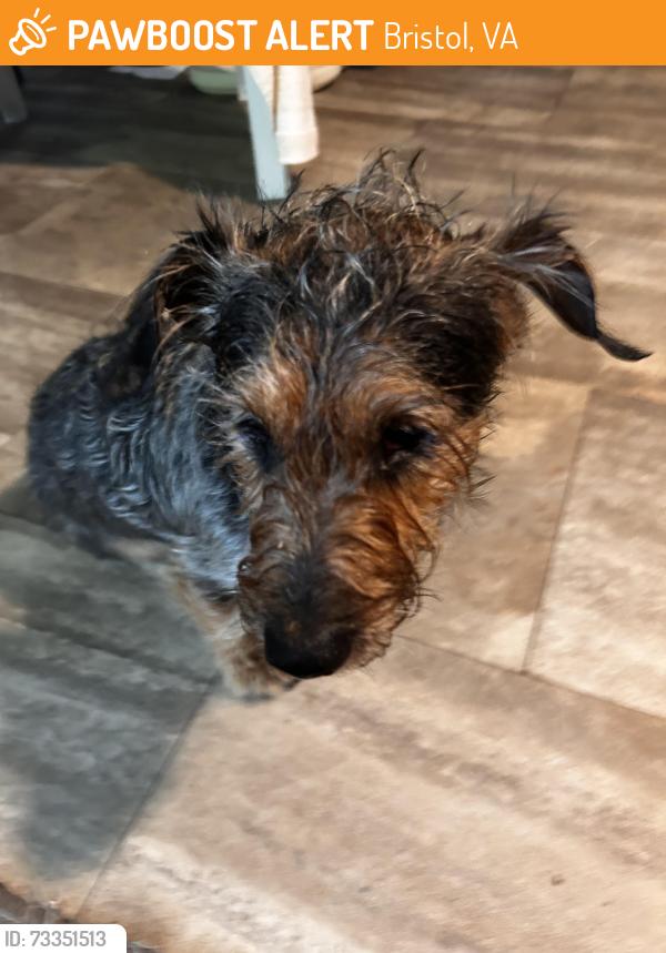 Found/Stray Male Dog last seen Pendergass Rd, Bristol, VA 24201