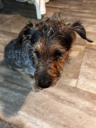 Found/Stray Male Dog last seen Pendergass Rd, Bristol, VA 24201