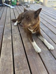 Found/Stray Male Dog last seen Chickasaw and sutter, Lucerne Valley, CA 92356