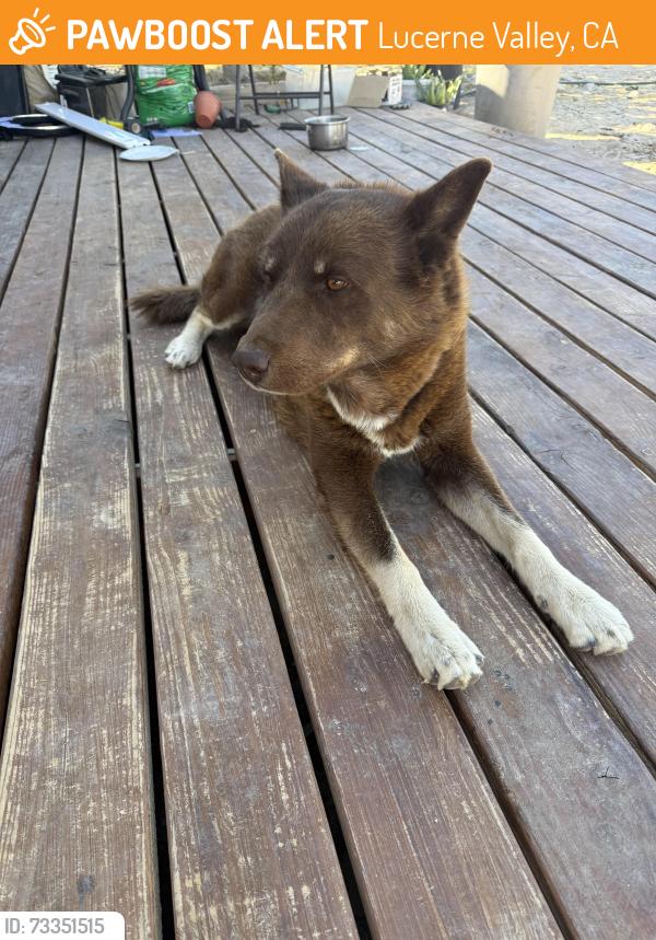 Found/Stray Male Dog last seen Chickasaw and sutter, Lucerne Valley, CA 92356