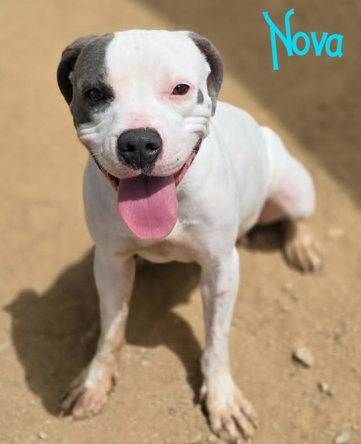 Shelter Stray Female Dog last seen , 5000 Lindbergh Blvd, California City, CA 93505, USA