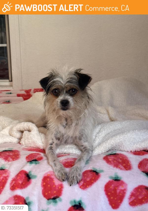 Found/Stray Female Dog last seen Kinsie St., Commerce, CA 90040