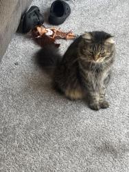 Found/Stray Female Cat last seen Reserve of Monroe, Monroe, OH 45050