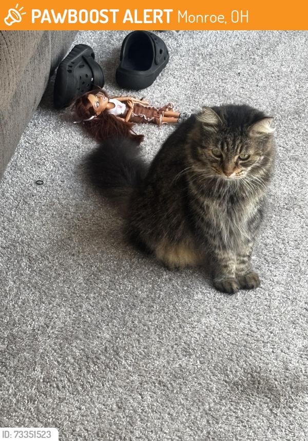 Found/Stray Female Cat last seen Reserve of Monroe, Monroe, OH 45050