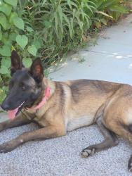 Found/Stray Female Dog last seen Laton, Laton, CA 93242
