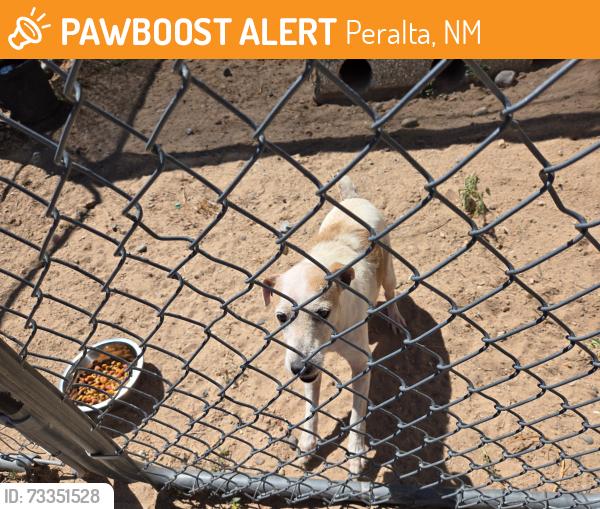 Found/Stray Male Dog last seen Peralta Blvd near Martha, Peralta, NM 87042