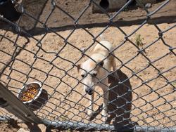 Found/Stray Male Dog last seen Peralta Blvd near Martha, Peralta, NM 87042