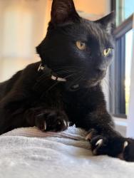 Reunited Male Cat last seen Ninth and Palm Ave, Huntington Beach, CA 92648