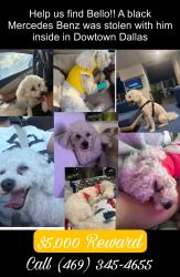 Lost Male Dog last seen Lake June Rd & Buckner blvd dallas tx, Dallas, TX 75219