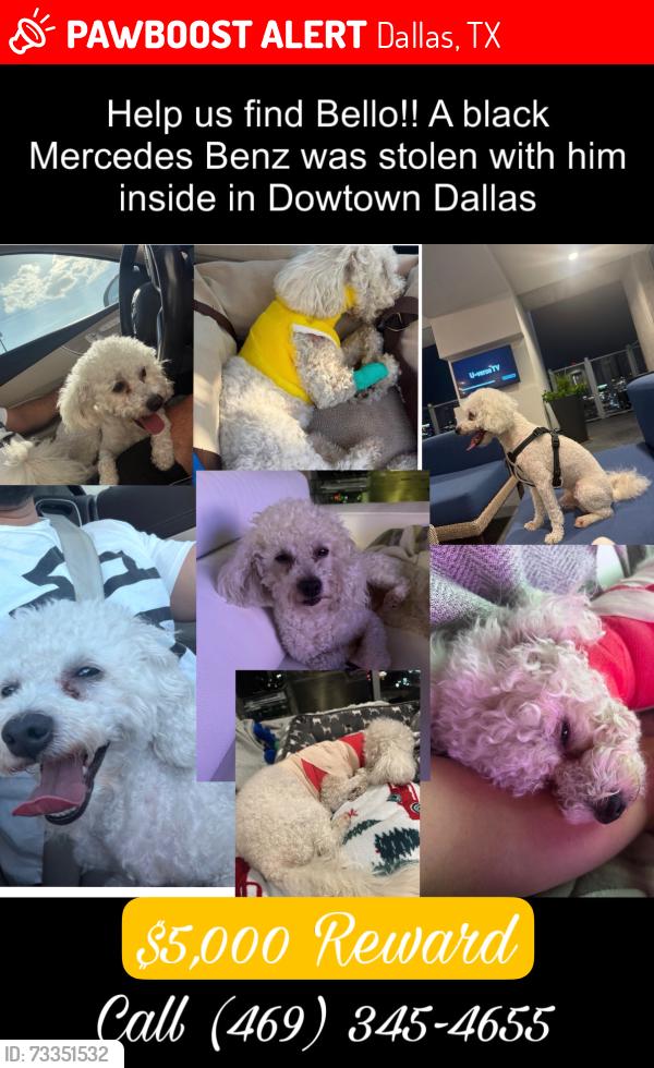 Lost Male Dog last seen Lake June Rd & Buckner blvd dallas tx, Dallas, TX 75219