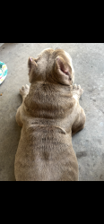 Found/Stray Male Dog last seen Sw 44th and penn, Oklahoma City, OK 73102