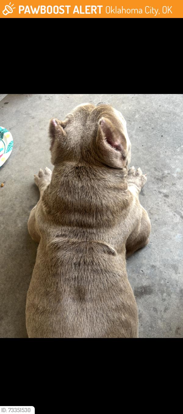 Found/Stray Male Dog last seen Sw 44th and penn, Oklahoma City, OK 73102